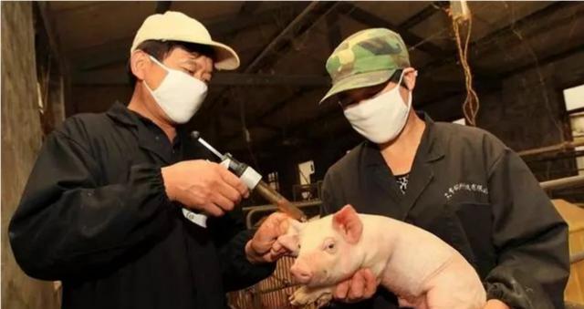 猪厌食拉稀用什么药,猪高烧42度还伴有呕吐有拉稀症状