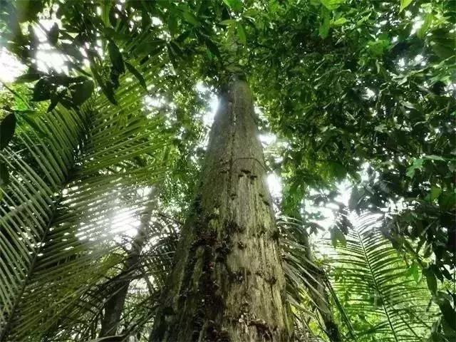 这种烂木头1克价值5万,越南农民种它年赚几十亿越盾