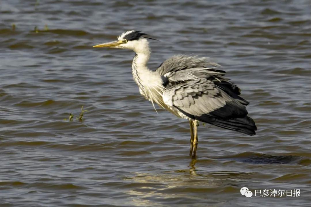 磴口南湖的苍鹭“斗舞”了，大家快来看