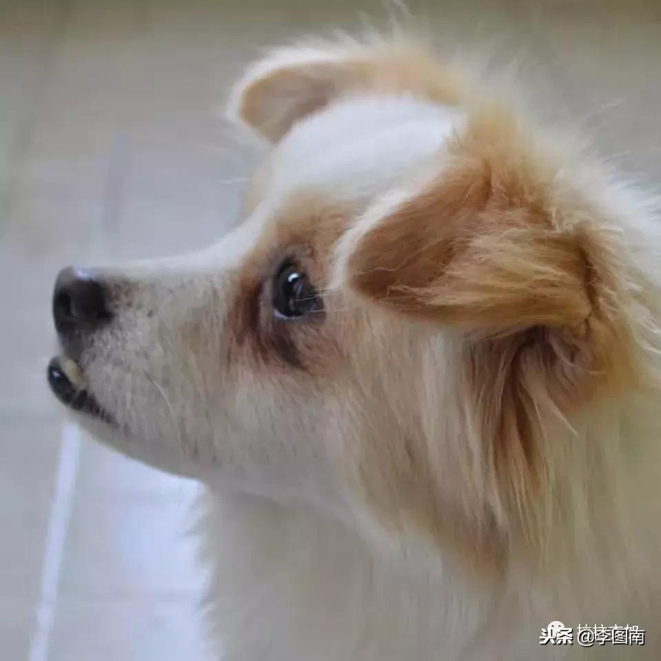 不小心踩到小狗狗了会受伤吗,不小心踩到狗狗嗷嗷叫它会怪你吗