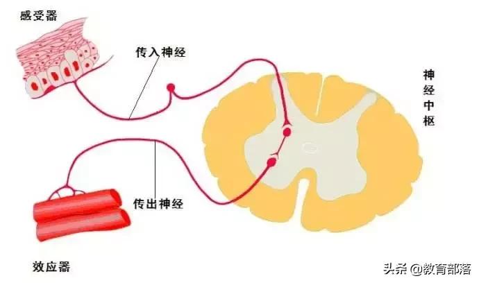 初中生物会考复习计划,初中生物会考复习资料全套