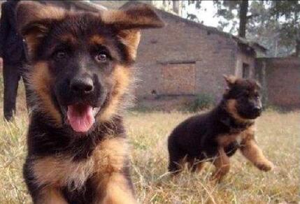 如何挑选德国牧羊犬,怎么挑选小的德国牧羊犬