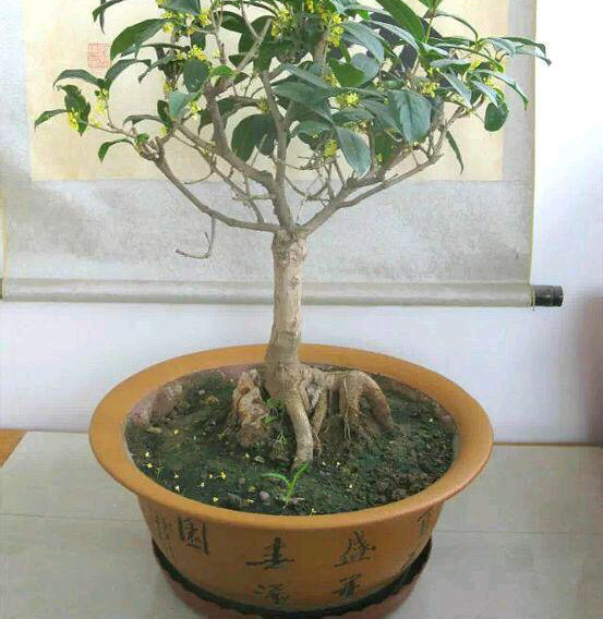 家中摆放绿植有学问，注意“5点”，漂亮长势好，净化空气又旺宅