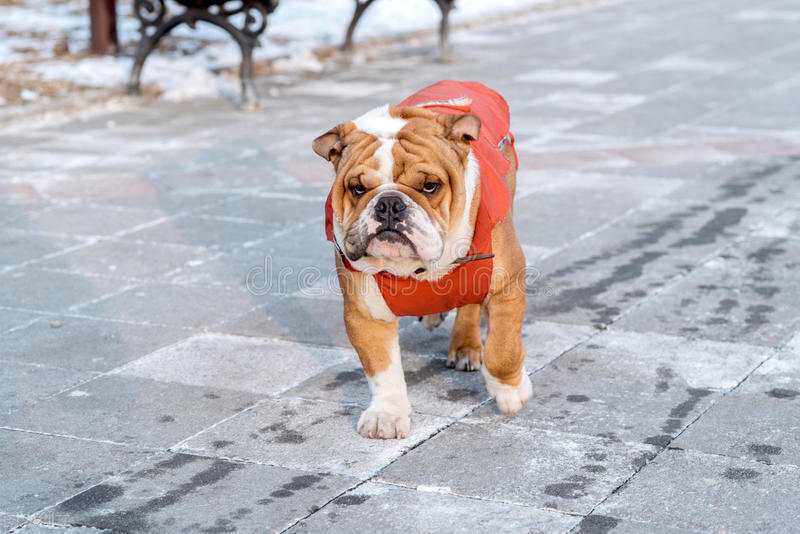 被狗咬没破皮要打预防针吗,被狗咬了没破皮可以打狂犬疫苗吗