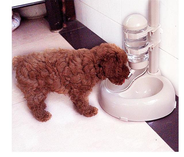 狗肠胃不好吃什么牌子的狗粮好,柴犬肠胃不好吃什么狗粮