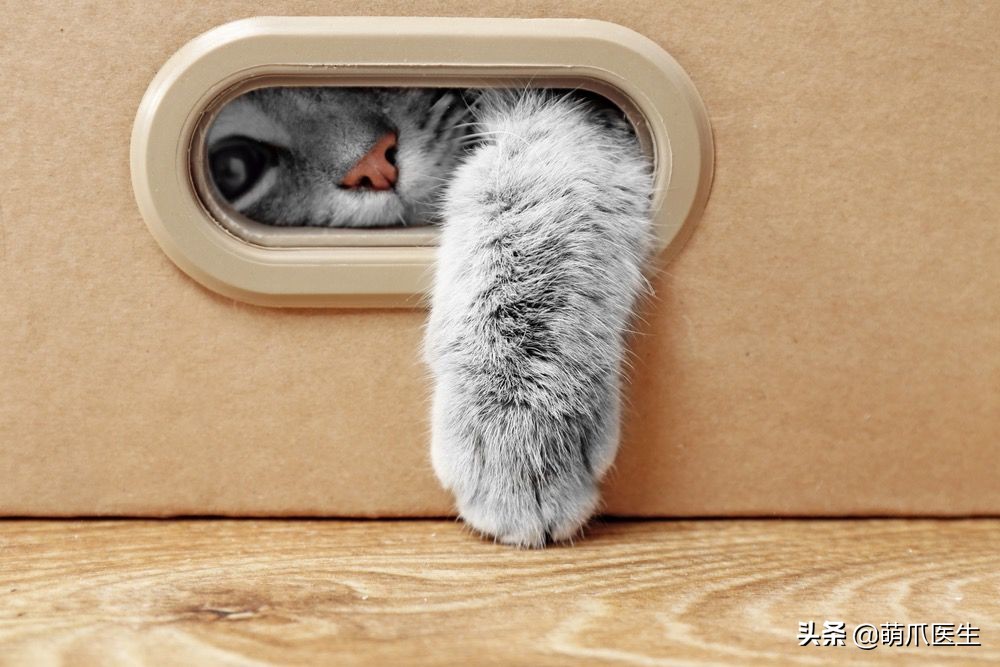 猫咪为什么好奇人类食物,为什么猫咪可以一直吃