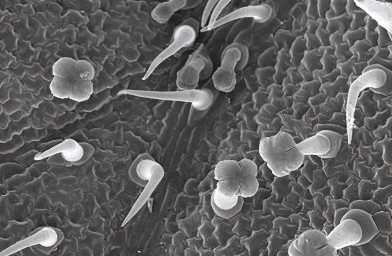 阴囊湿疹是「性病」吗，同房会传染给妻子么？中医讲治疗方案