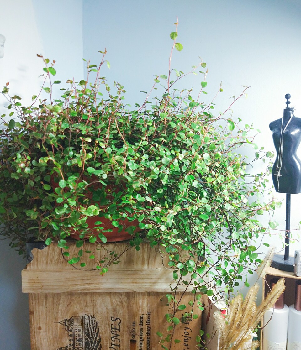 吊兰花卉的种类图片及名称,好看的吊兰植物图片及名称