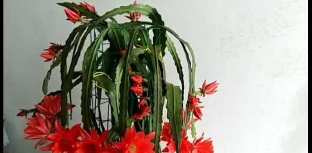 一棵仙人掌开两种颜色的花,一棵仙人掌