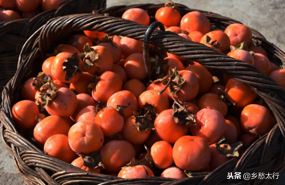 中华柿子红,秋高柿子红