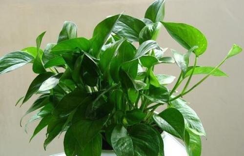 怎么养绿萝爆盆又不长藤求回答,养绿萝最正确的方法
