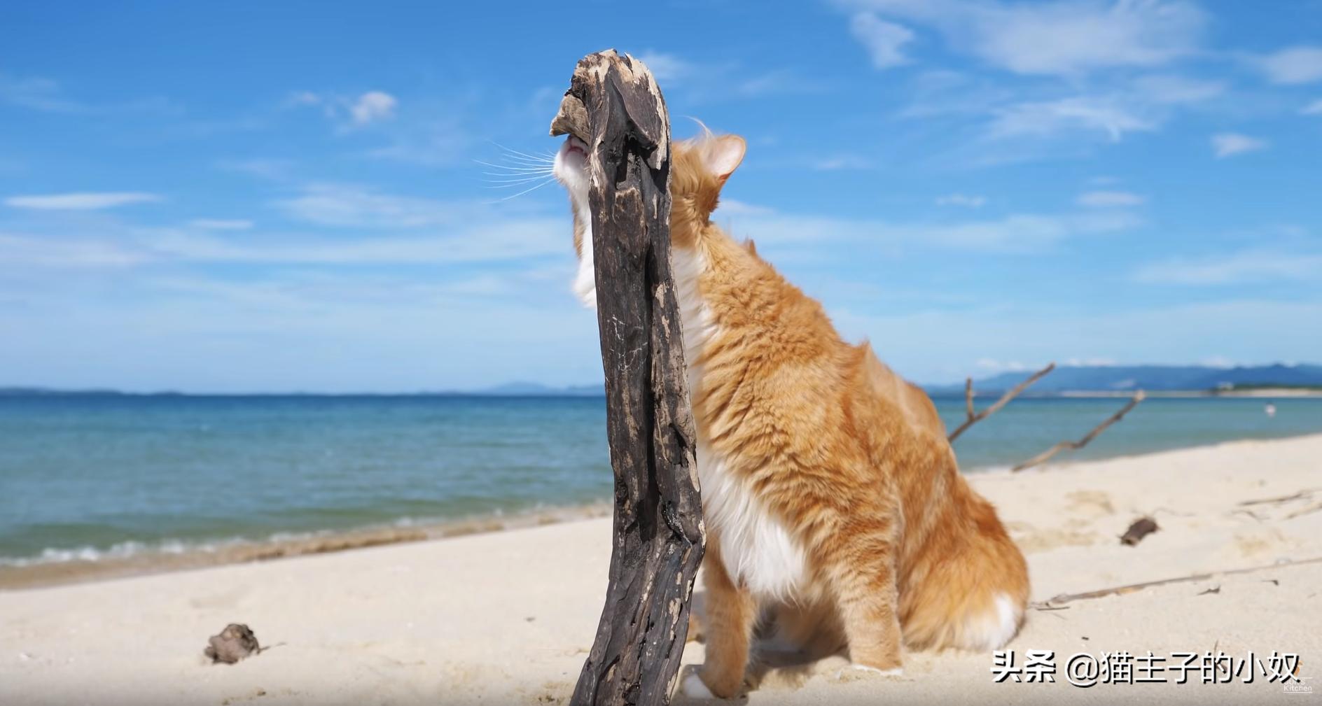 diy猫爬架大约需要什么材料,diy猫爬架材料清单