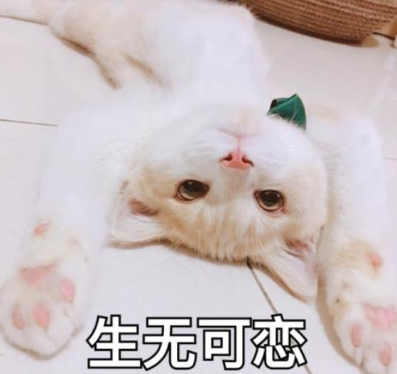 刚养猫怎么防止猫咪抓人,刚到家的小猫喜欢咬人