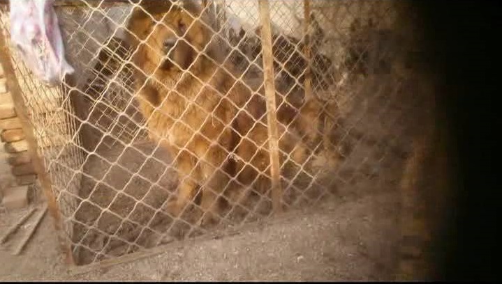 那些年我们养过的狗子,记者揭露藏獒黑幕