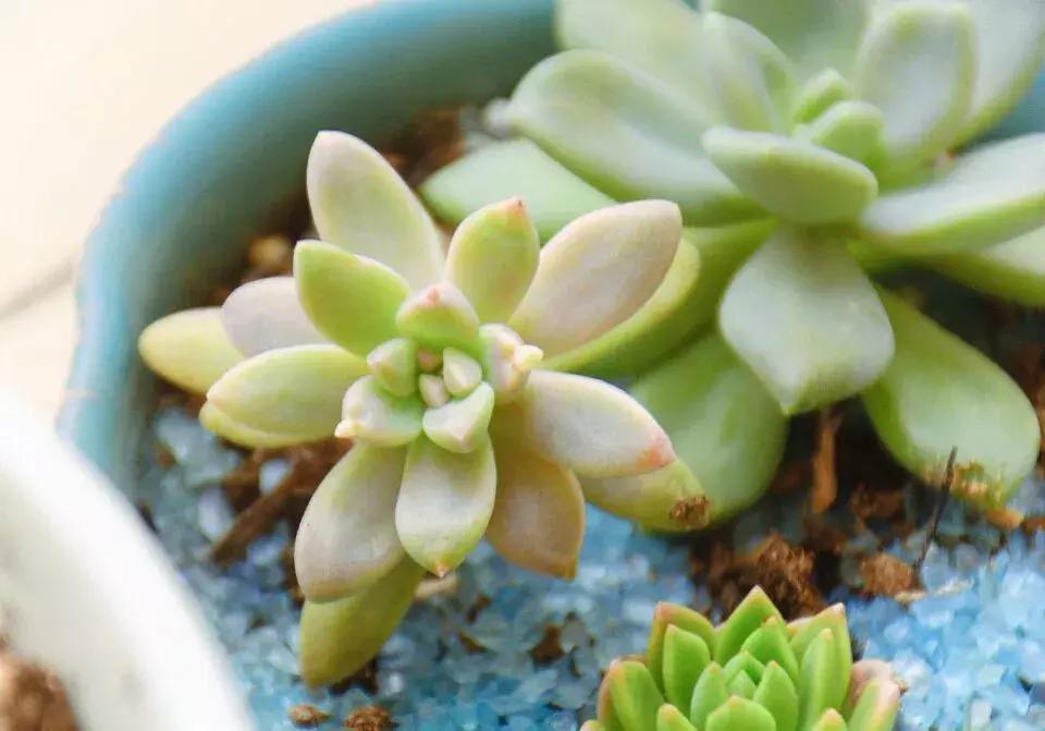 青，团团建议您关注一波绿植领养哦!