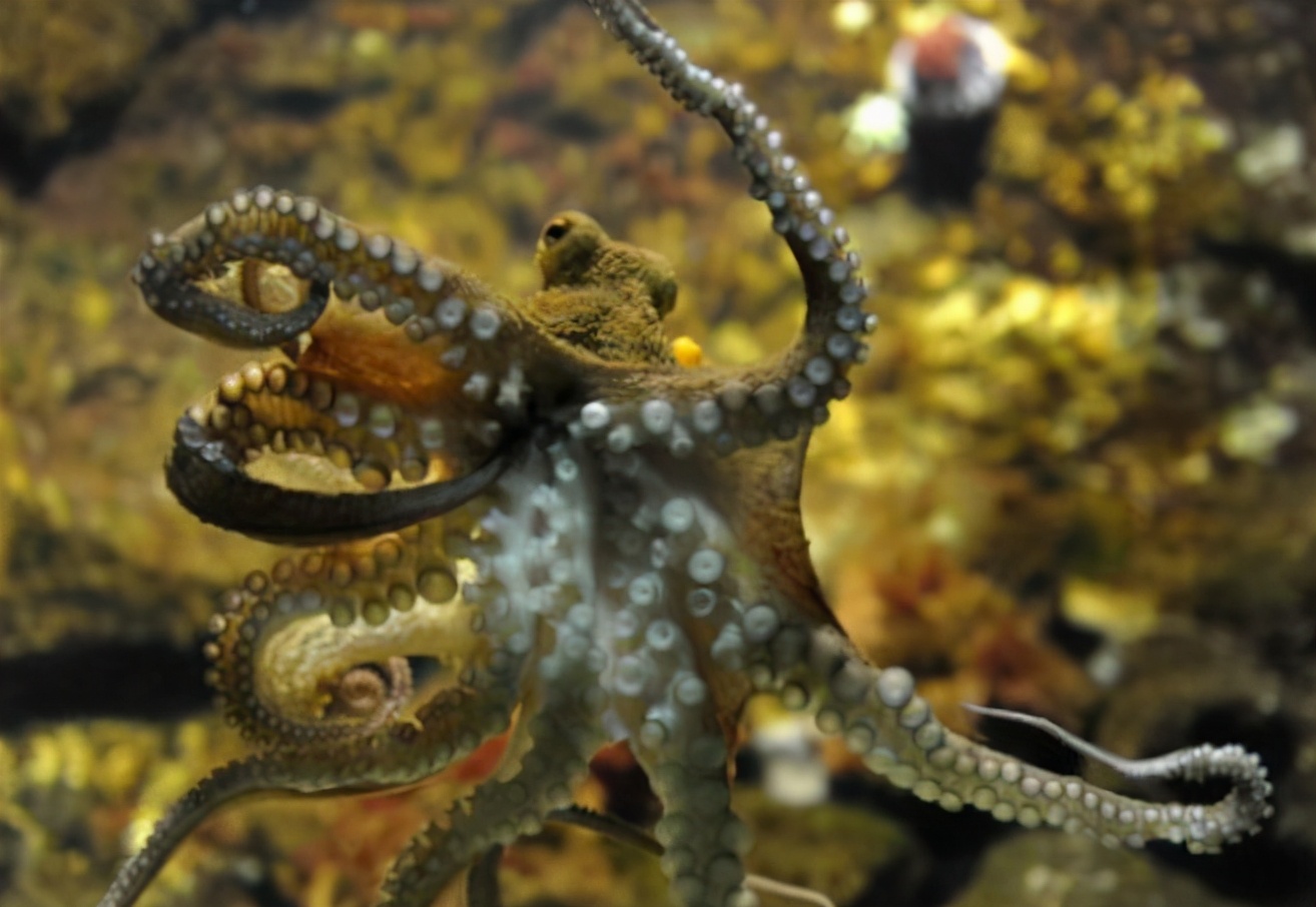 为什么章鱼有点长得像外星人 (为什么章鱼会被称为外星人)