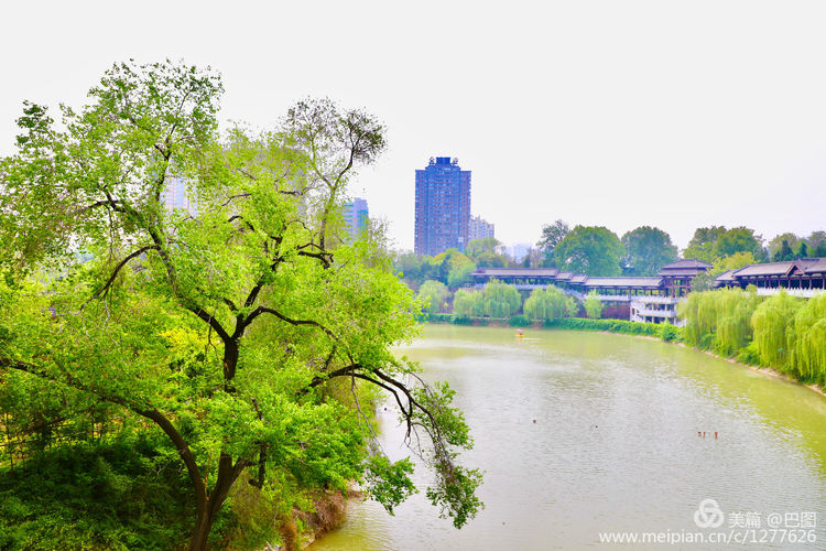 看洛阳牡丹花卉节,洛阳古都牡丹花展