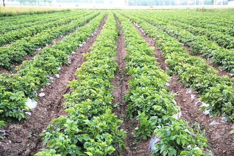 野生马铃薯和栽培马铃薯的比较,马铃薯种植技术与方法
