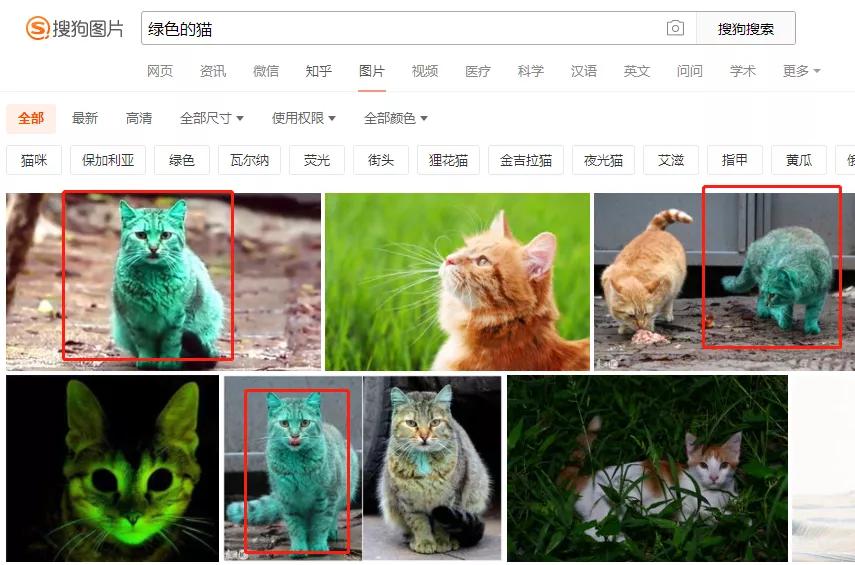 全球罕见足球猫冲上热搜,网友:指定染色!结果......哈哈哈哈