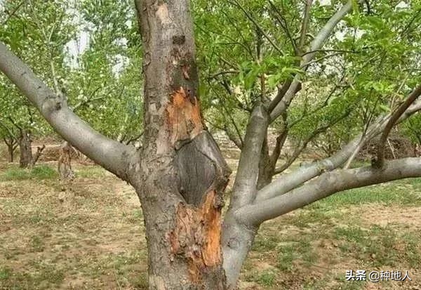 果树腐烂病防治的最佳方法,果树腐烂病的防治方法