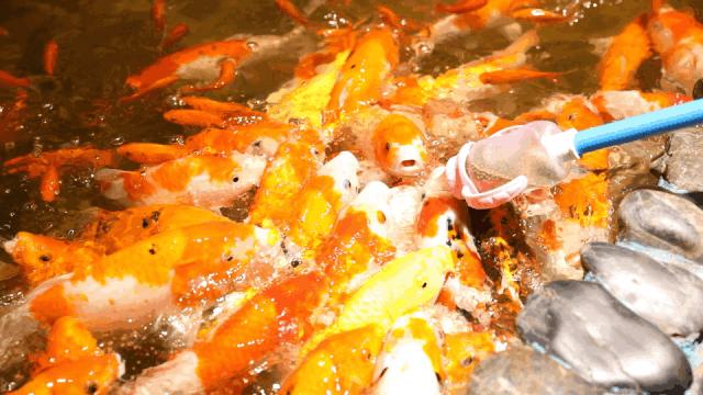 李佳琦vs薇娅,谁才是双十一最强打工人