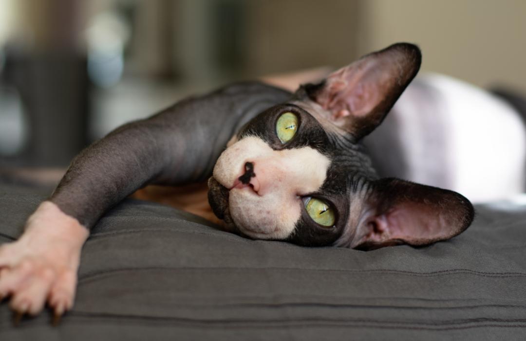 猫咪里面最温顺的是什么猫,什么猫咪是世界上最最温柔的猫咪