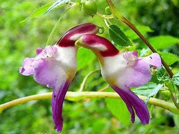 相似动物的花有哪些,稀奇古怪的动物花图片