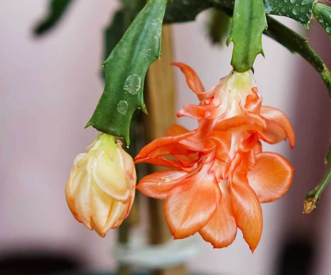 蟹爪兰20棵,有20株蟹爪兰适合多大的盆