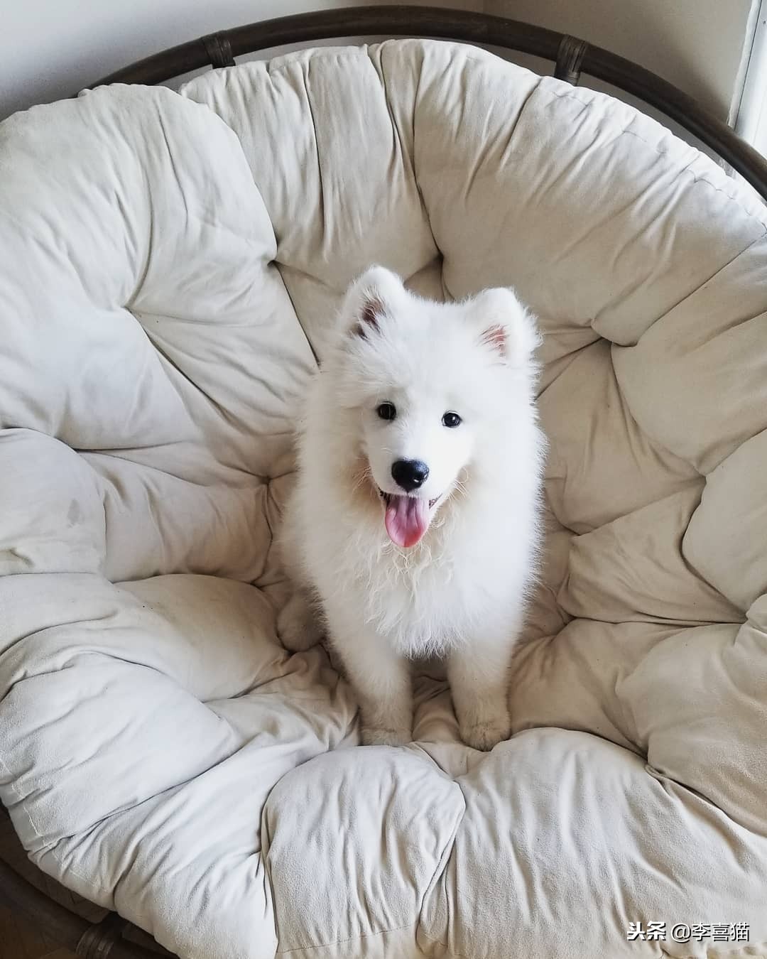 狗狗总是叫怎么治,狗狗总是叫人该怎么制止