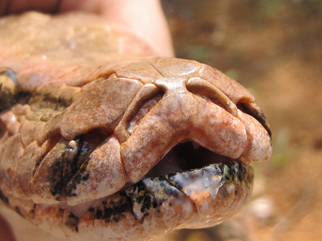 人类如果被蟒蛇活着吞进肚子里，用一把*首匕**能不能自救？