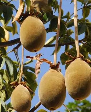 十大土豪水果排名,这些水果吃过5种以上的是土豪