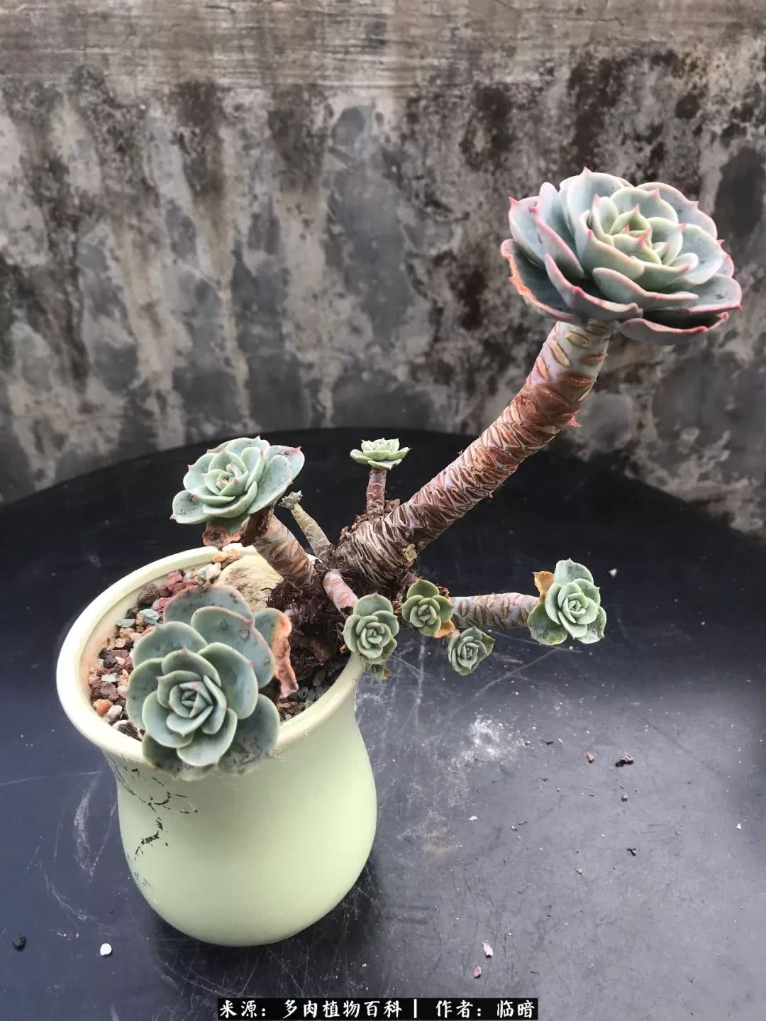 多肉带给我的感情,多肉给人们带什么作用