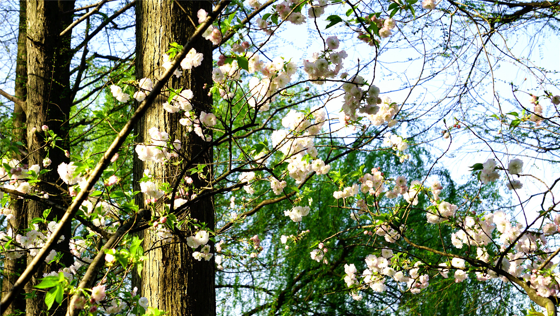 杭州西湖游玩攻略大全,杭州西湖最佳游玩攻略