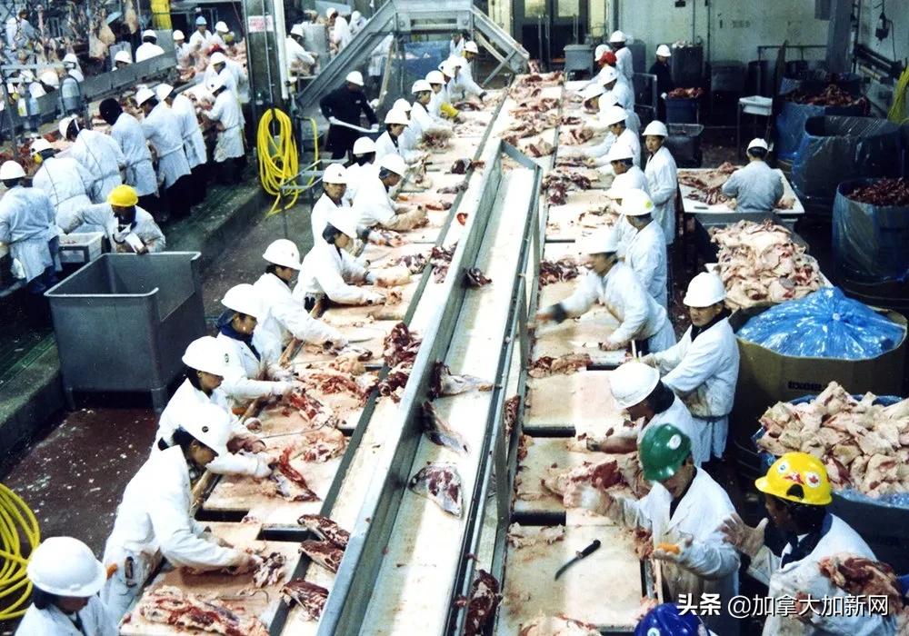 温哥华华人最爱肉厂爆疫情老板说已经卖出去的肉不召回