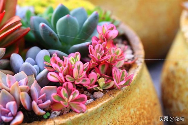 最好养又漂亮的太阳花,死不了的太阳花种子造型