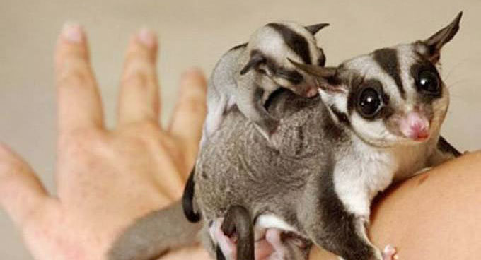 追星女孩的蜜袋鼯领养体验之5点