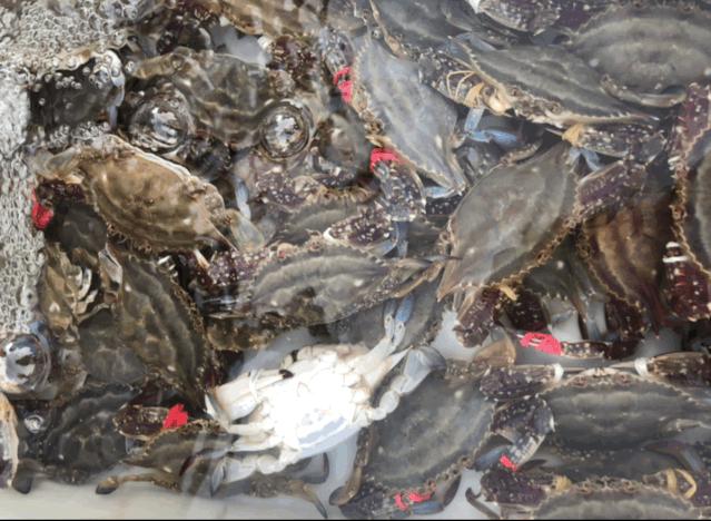 二月份威海海鲜价格,威海海鲜价格实时查询系统