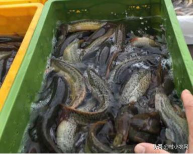 泥鳅养殖方法零基础,无土泥鳅养殖技术技巧有哪些