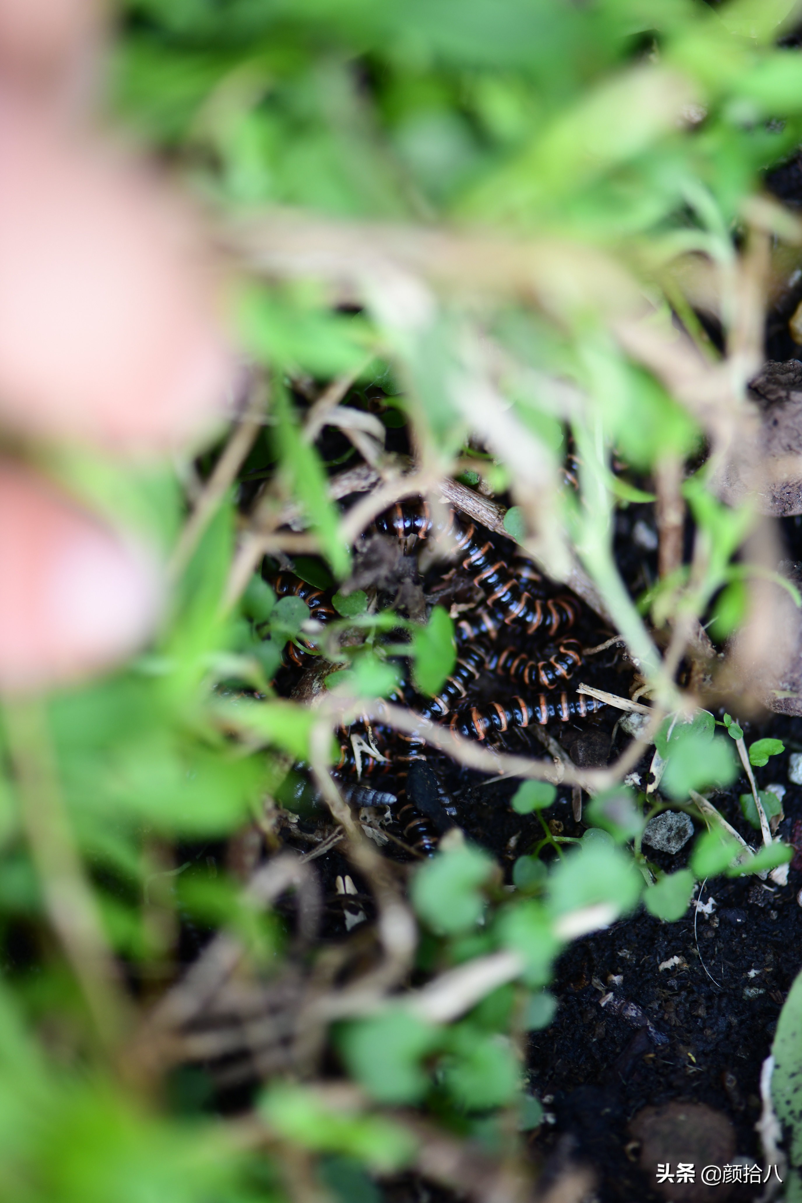 赶尽杀绝，花园里最痛恨的虫子|园丁