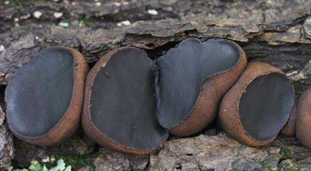 植物有哪些保护自己生存的绝招,植物遇到危险如何防御