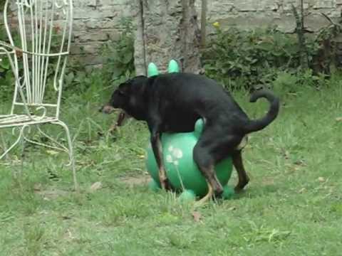 六个月狗狗喜欢抱人腿是怎么回事,六个月大的小狗好动