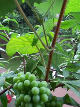 葡萄新梢叶柄发红怎么了,叶柄红色的葡萄