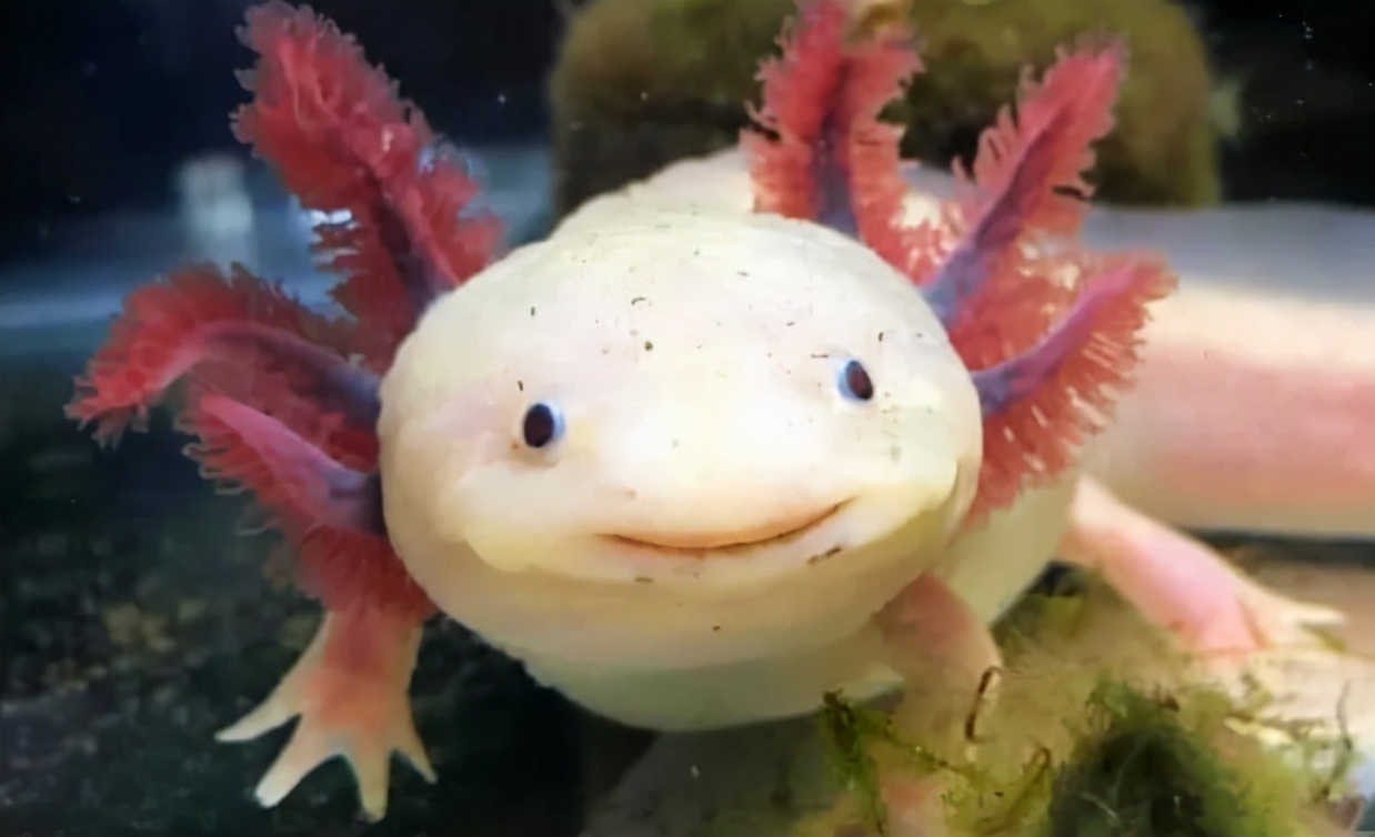 世界上最可爱的10种动物,世界上十种最可爱的动物