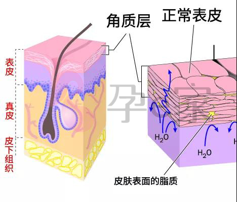 网红孕期用的什么护肤品,避坑母婴护肤品