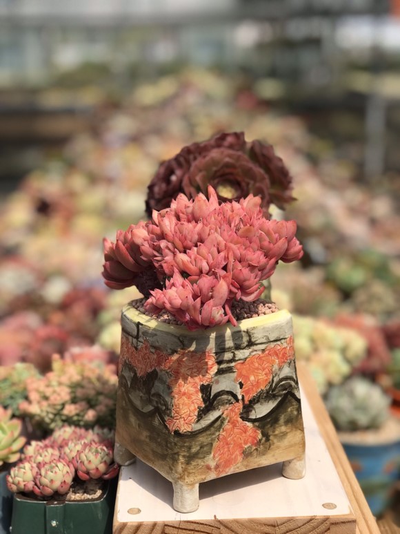 惊艳的韩国多肉,让人震撼的多肉