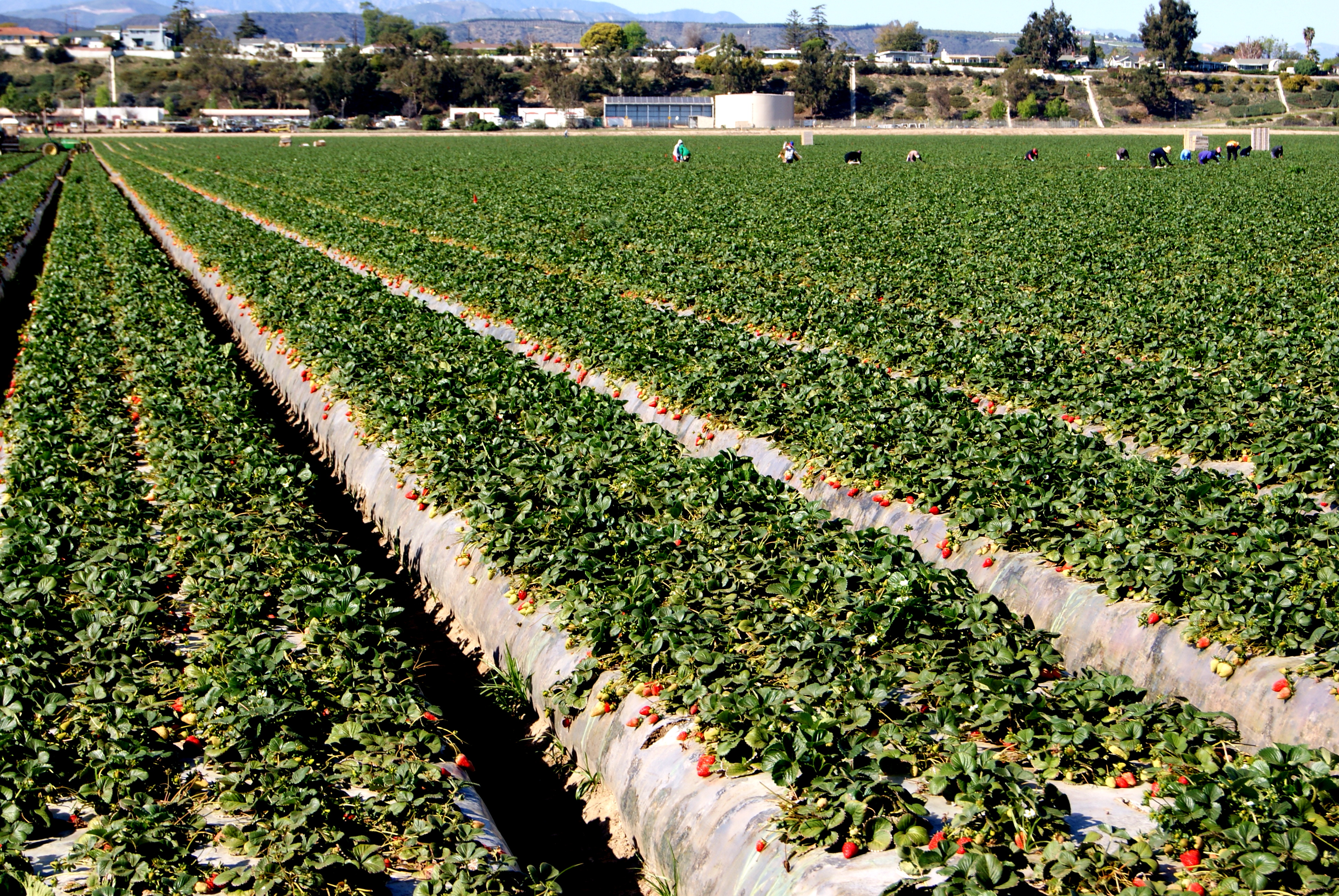 美国加州为什么富可敌国,美国加州是如何崛起的