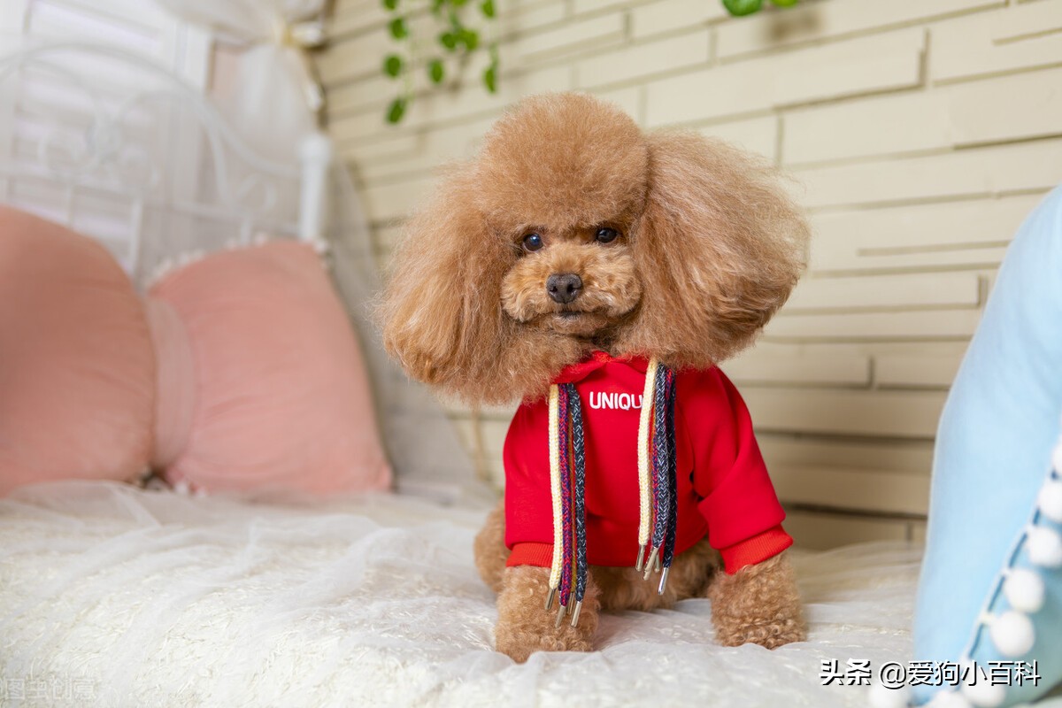 养一公一母泰迪要注意什么,怀孕养泰迪狗注意事项