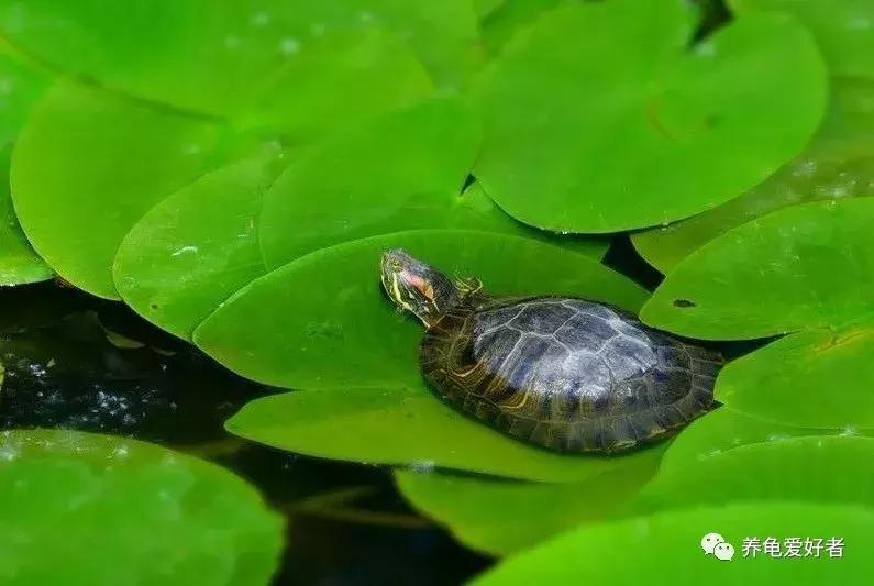 食用盐对龟缸有什么作用,龟用的盐