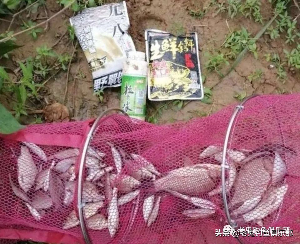 老鬼的生鲜钓饵怎么用,老鬼生鲜钓饵野钓视频