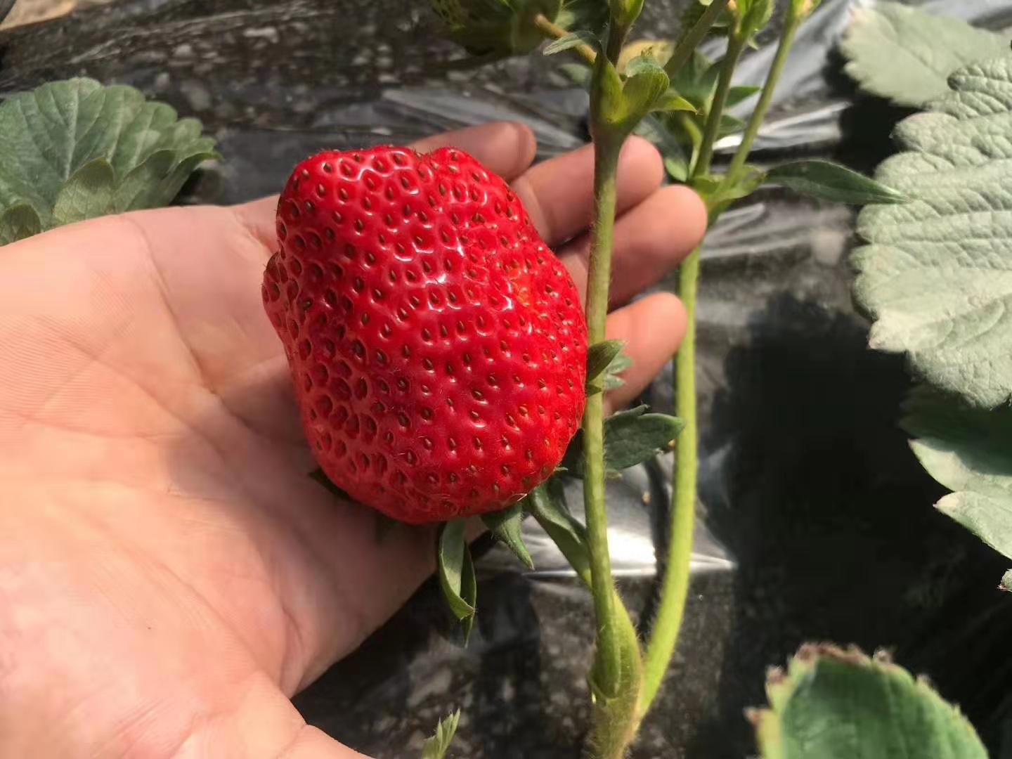 草莓如何预防低温天气,草莓行情分析